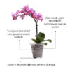 Orchidee Pot 01