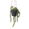 Erwtenplant hangplant in pot 01