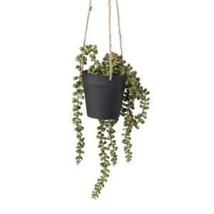 Erwtenplant hangplant in pot 01